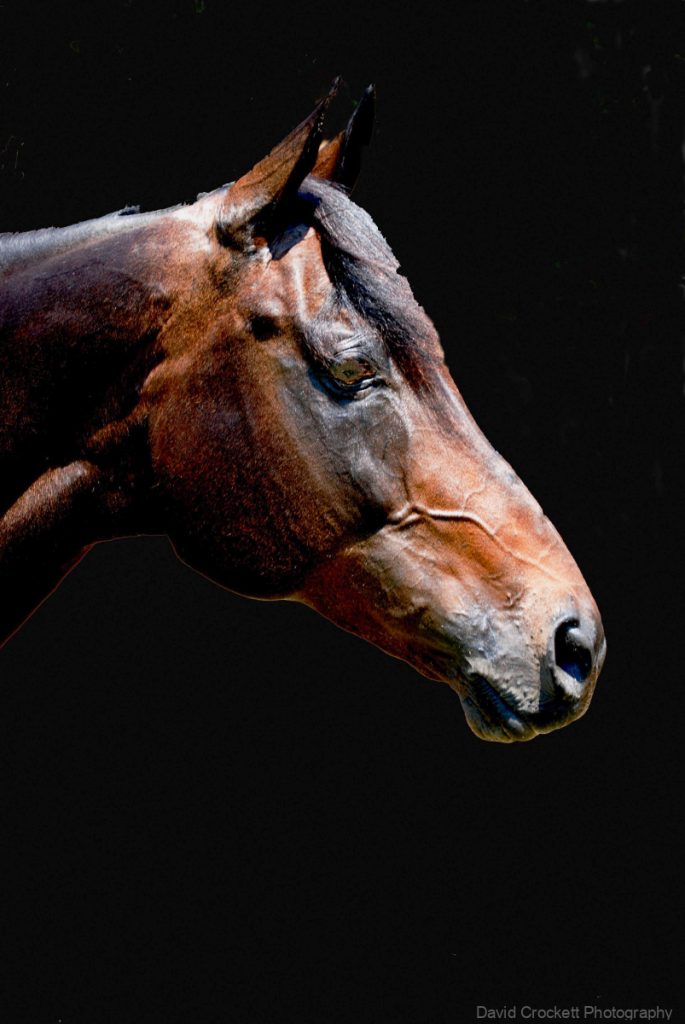 Thoroughbred Horse Profile