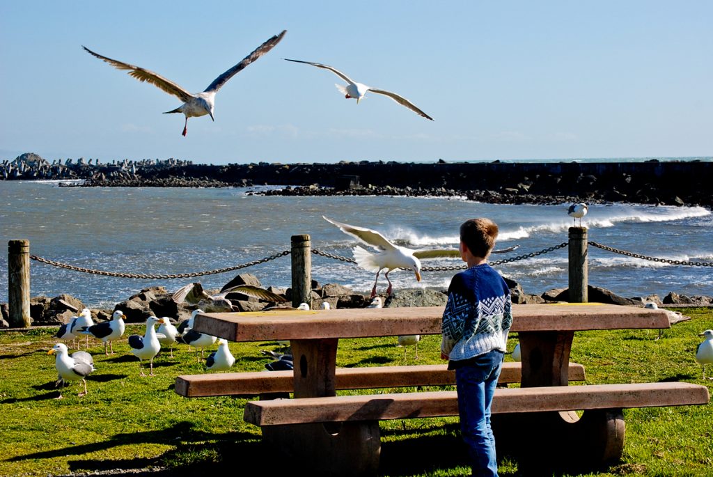 Seagulls Flying around a boy - Christian Garvin
